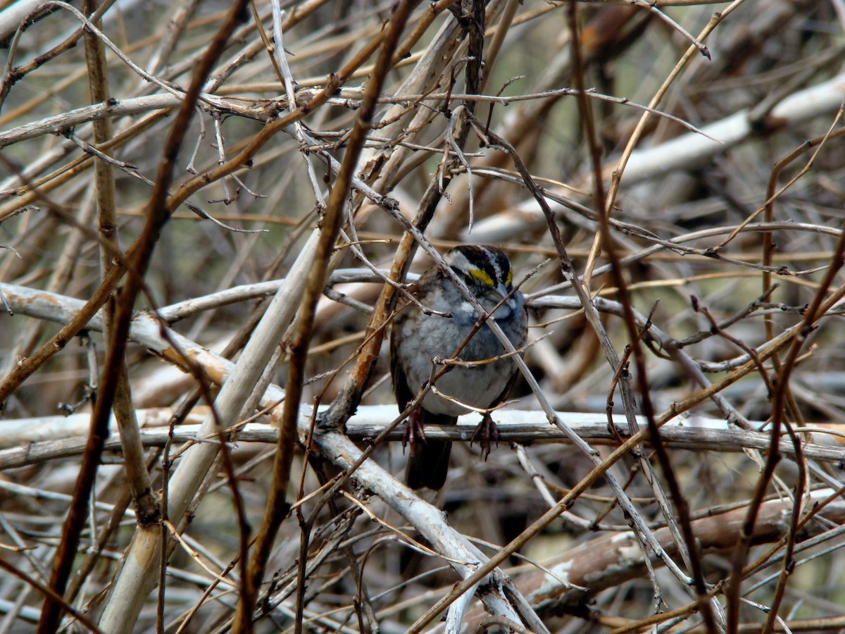 White-throated Sparrow - ML613454186