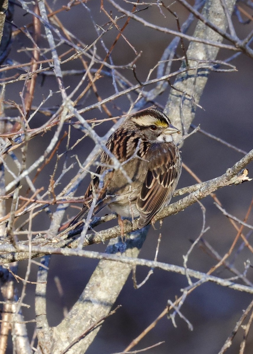 White-throated Sparrow - ML613454369