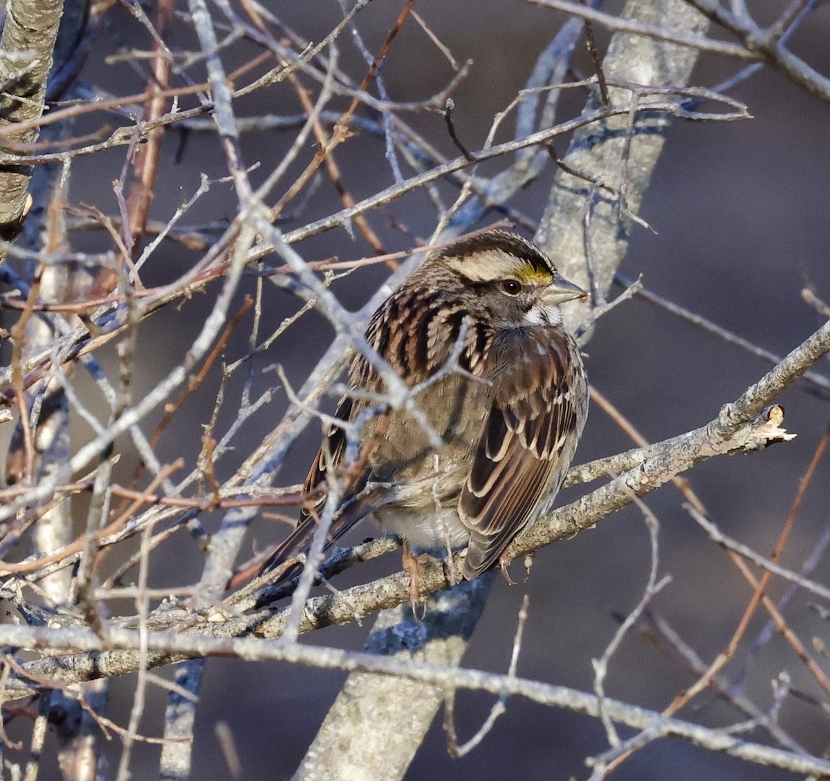 White-throated Sparrow - ML613454370