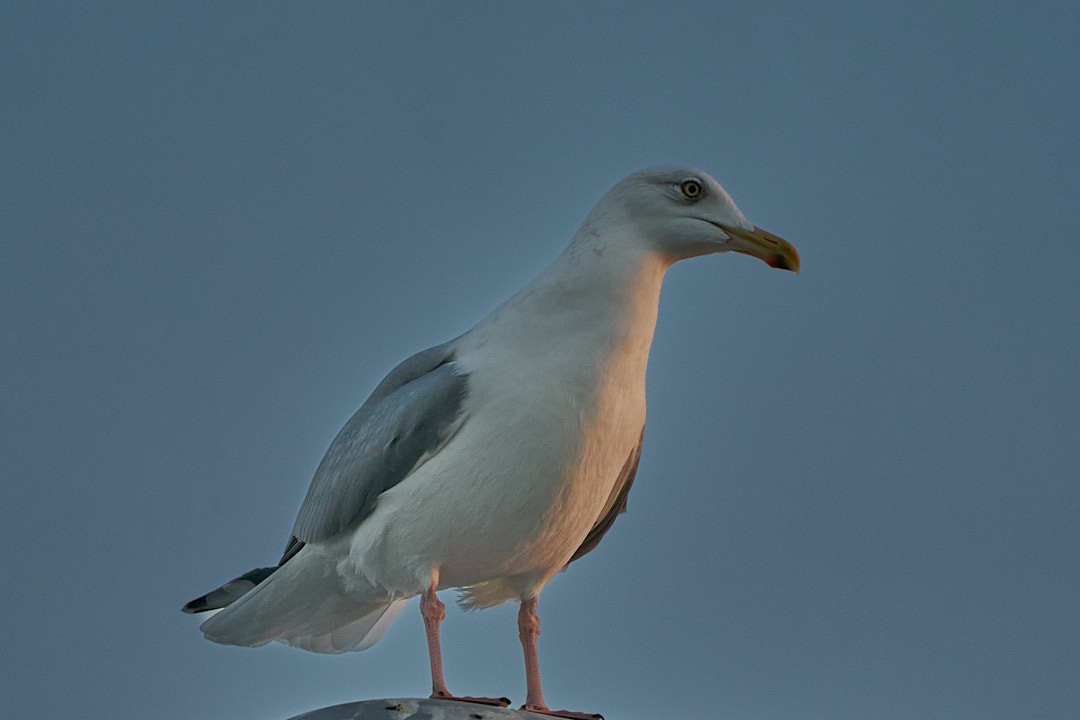 Herring Gull - ML613454376