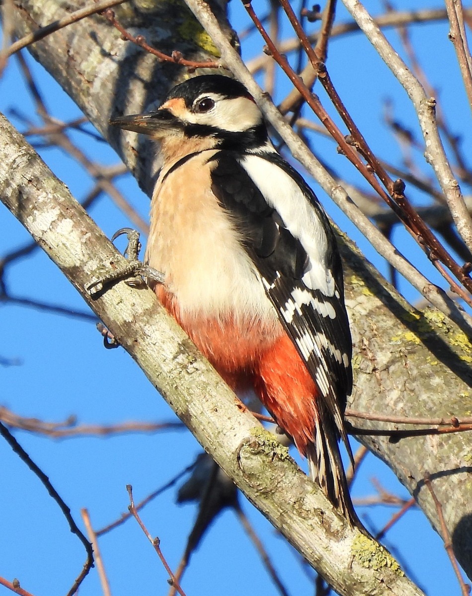 Great Spotted Woodpecker - ML613454381
