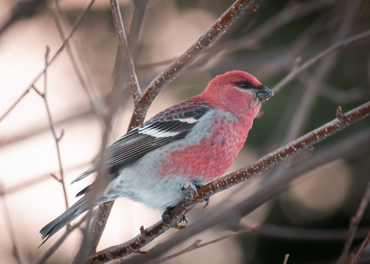 Pine Grosbeak - ML613454399