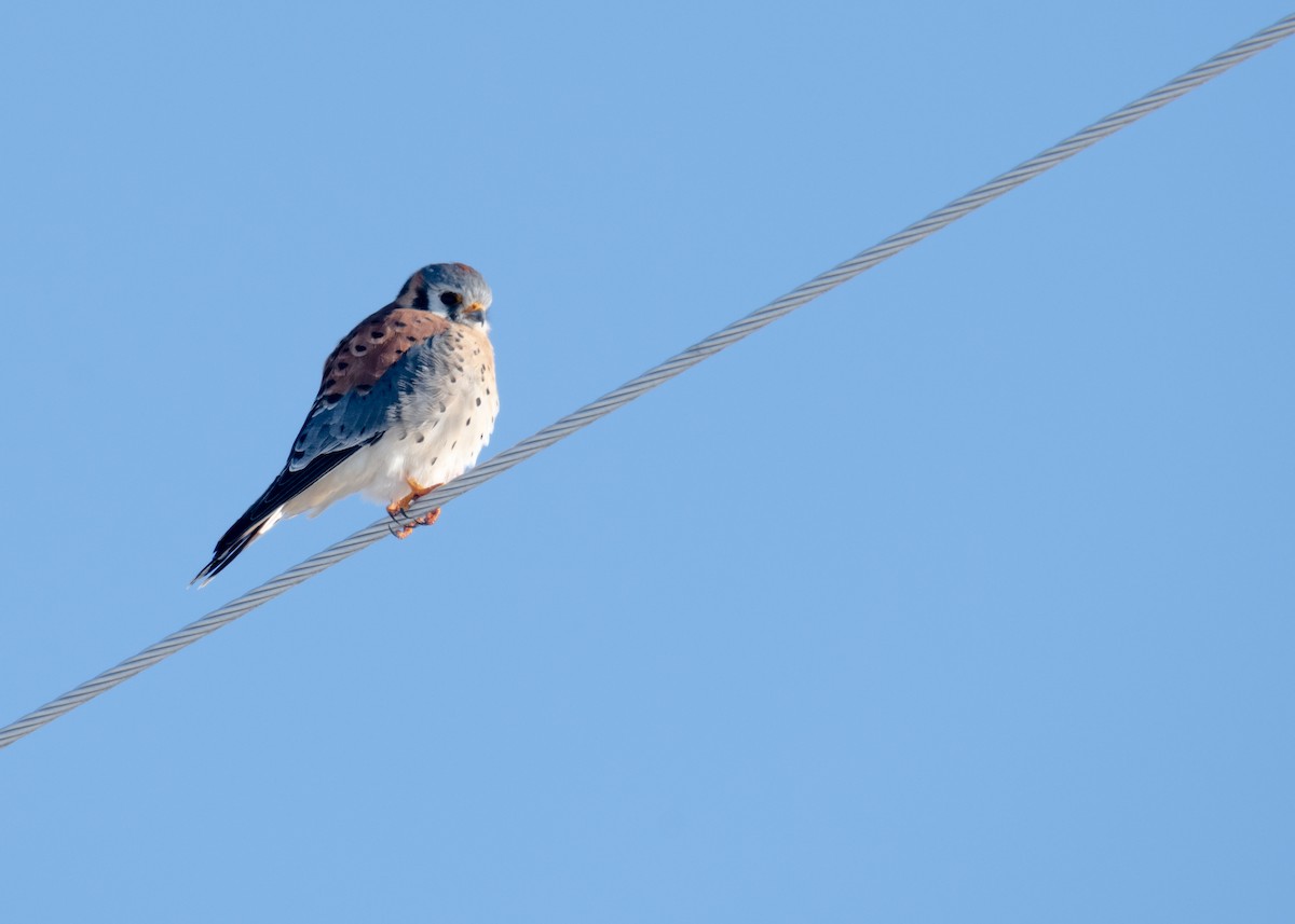 American Kestrel - ML613454436