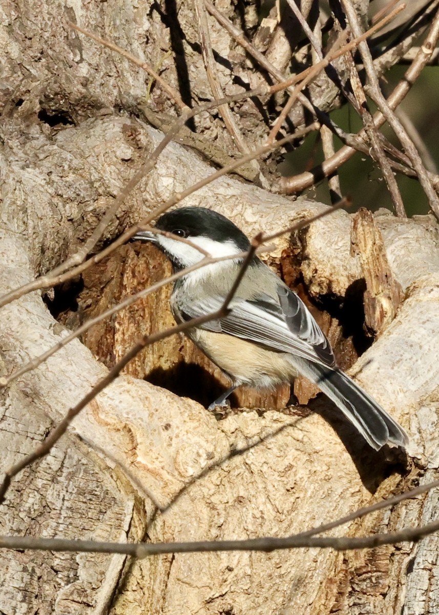 Black-capped Chickadee - ML613454453