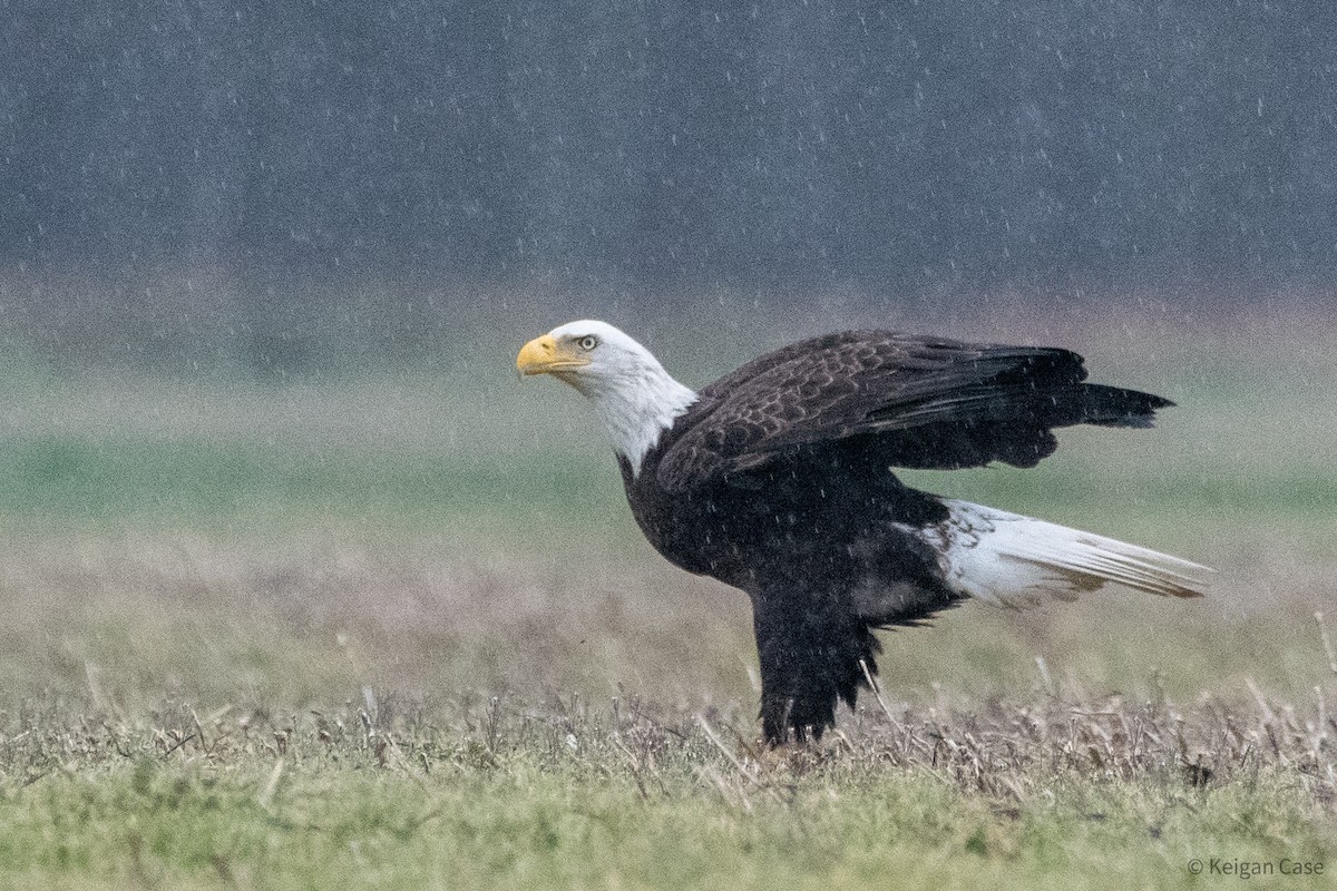 Bald Eagle - ML613454464