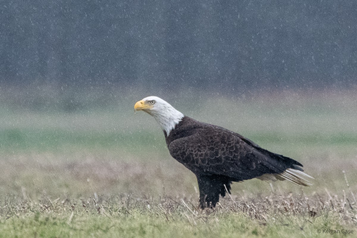 Bald Eagle - ML613454465