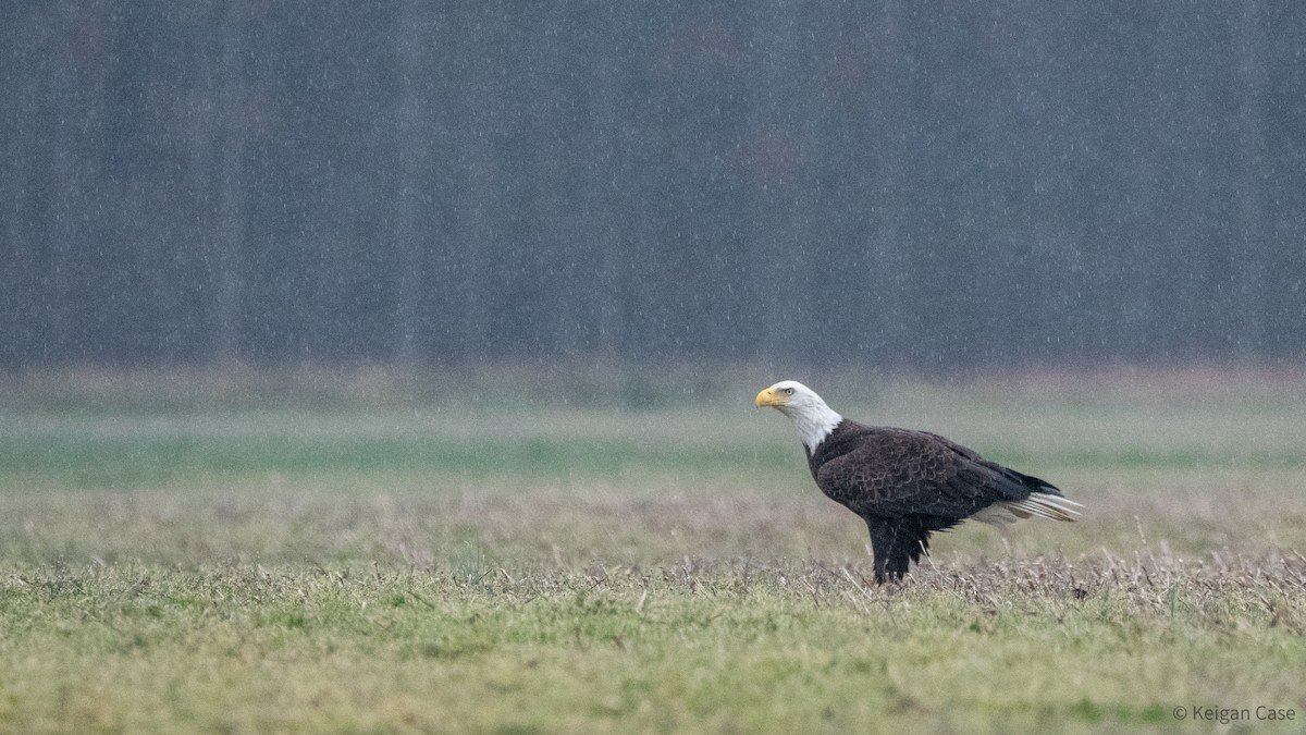 Bald Eagle - ML613454468