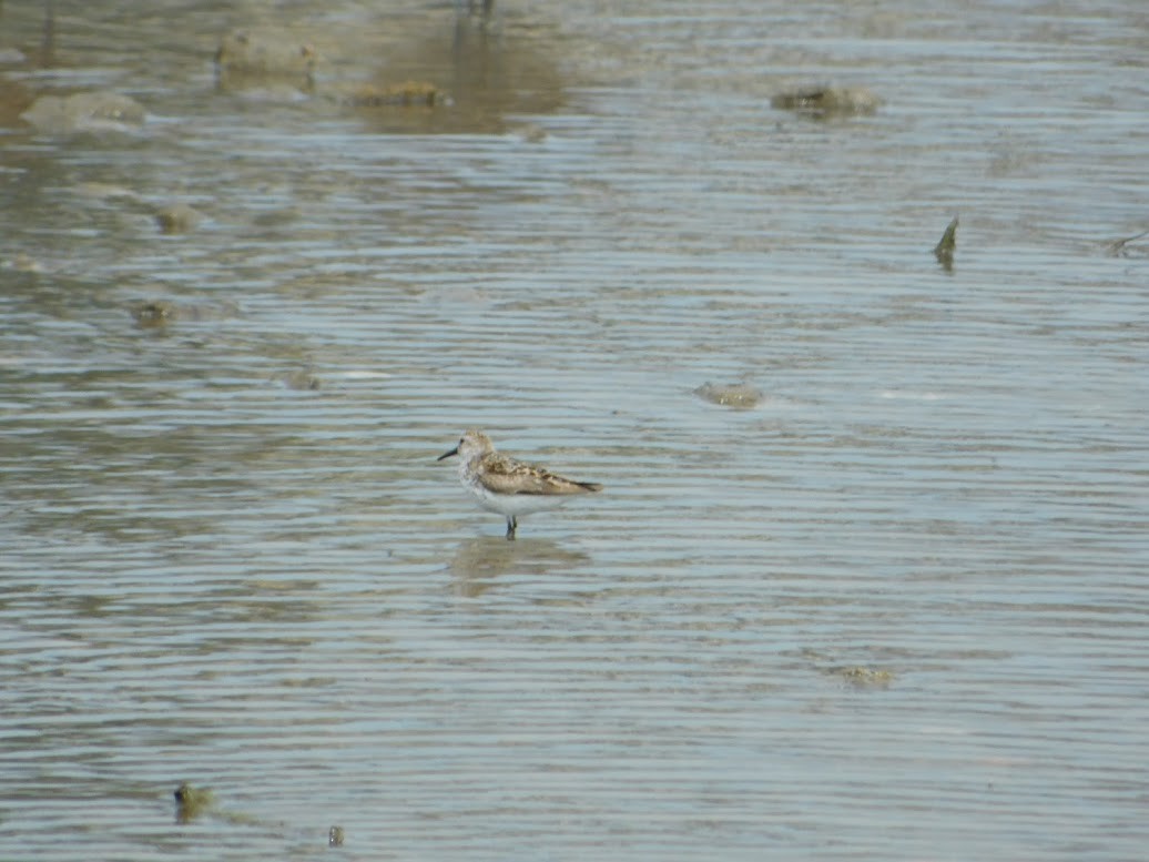 Western Sandpiper - ML613454488