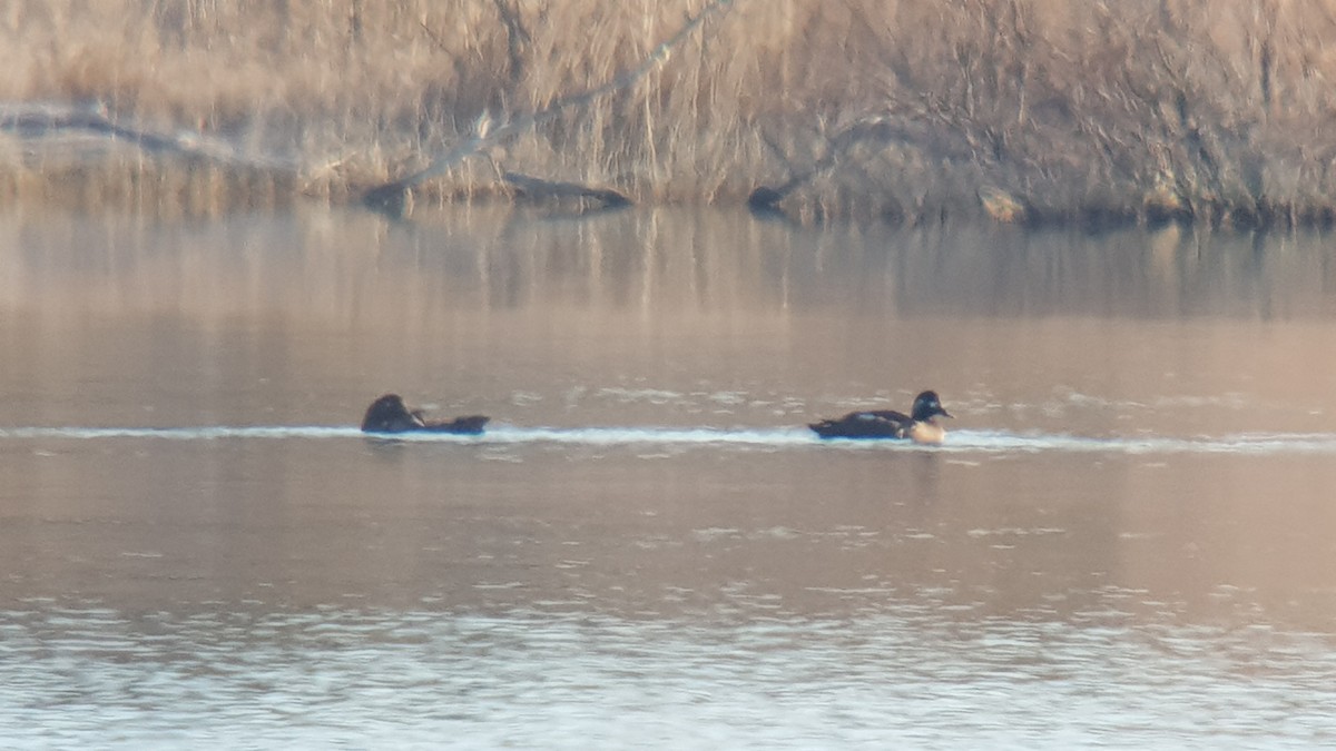 Velvet Scoter - ML613454498