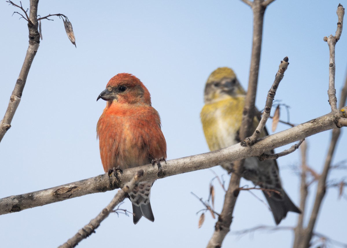 Red Crossbill - ML613454507