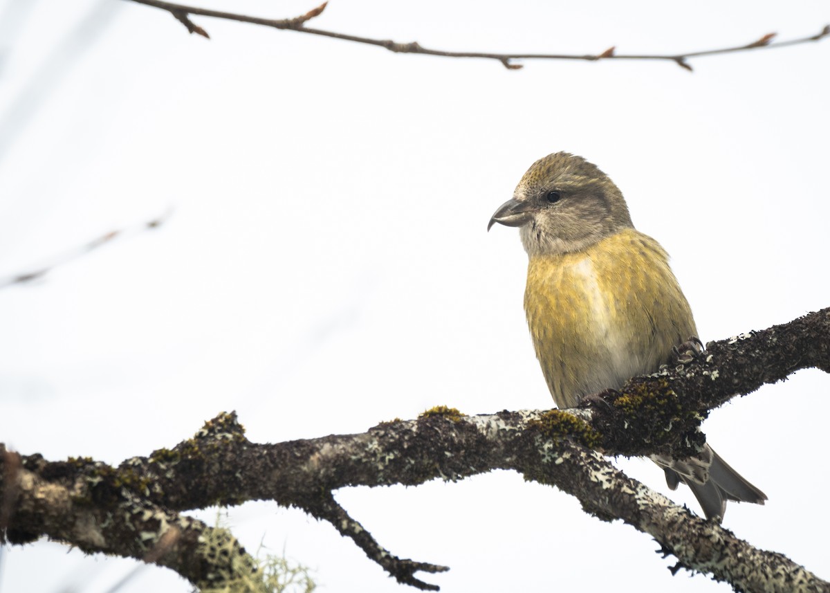 Red Crossbill - ML613454508