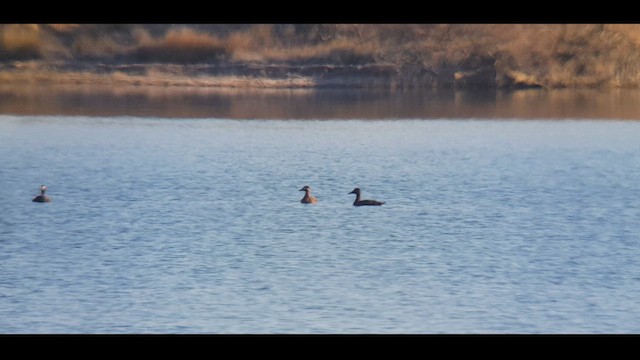 Velvet Scoter - ML613454520