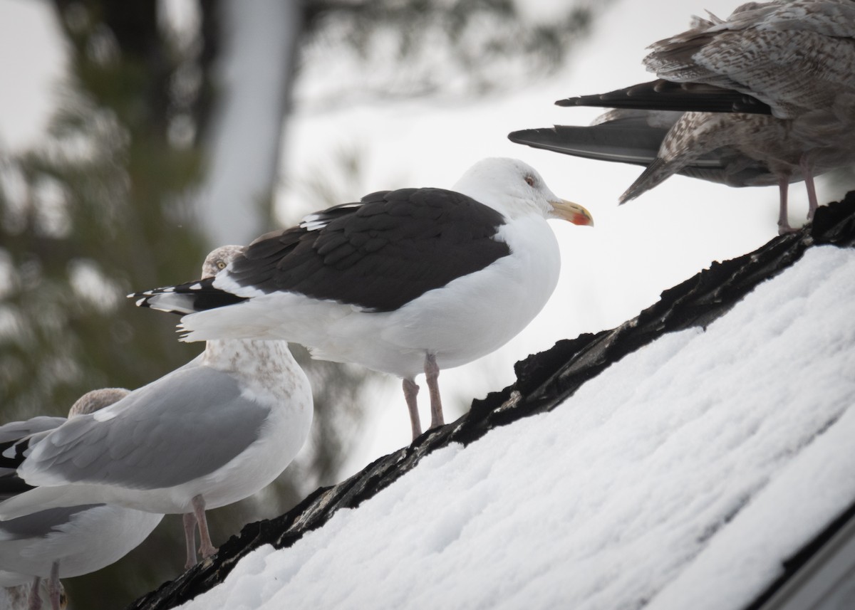 Great Black-backed Gull - ML613454593