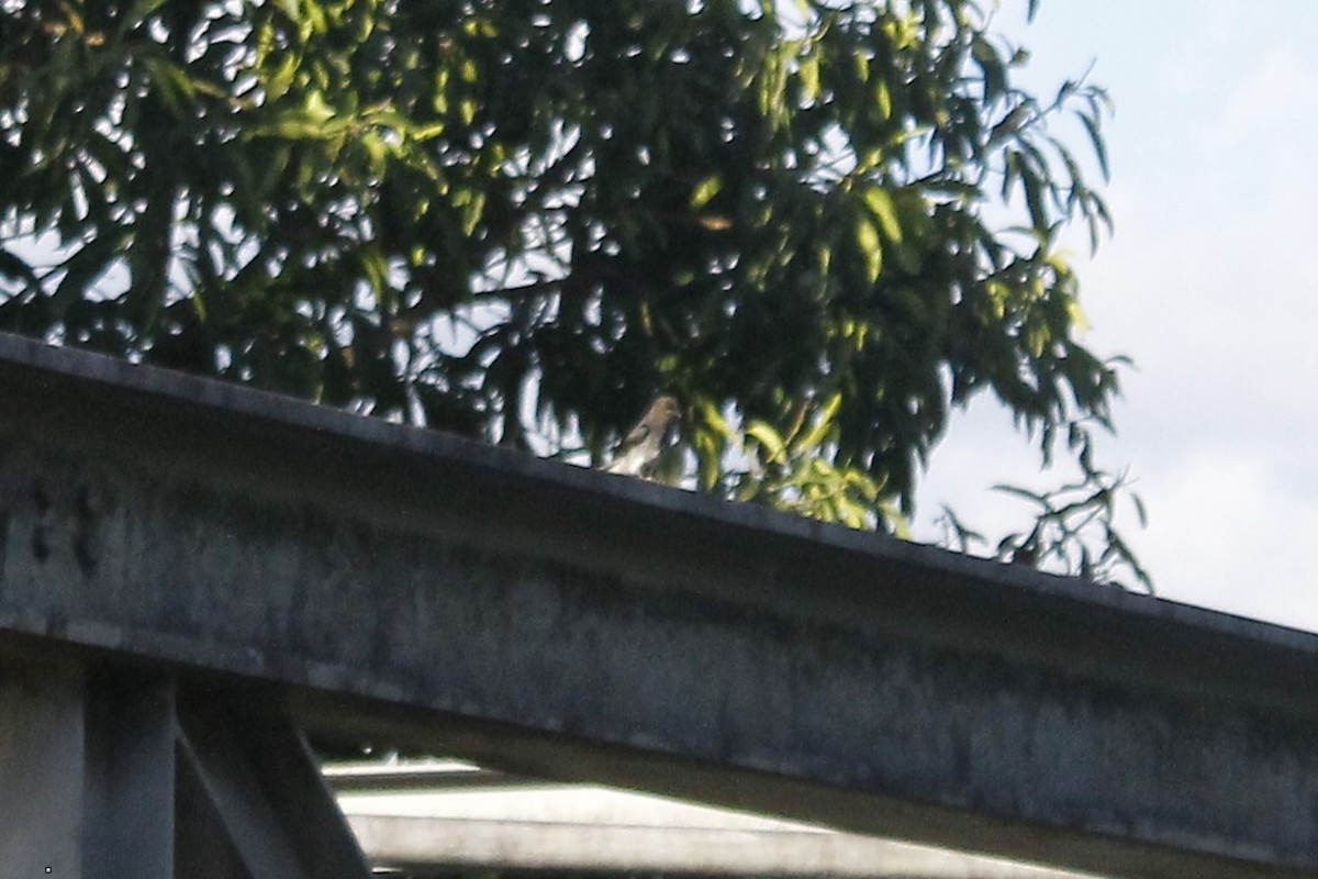 White-bellied Drongo (White-vented) - ML613454604