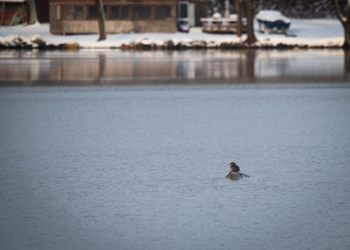 Common Merganser - ML613454616