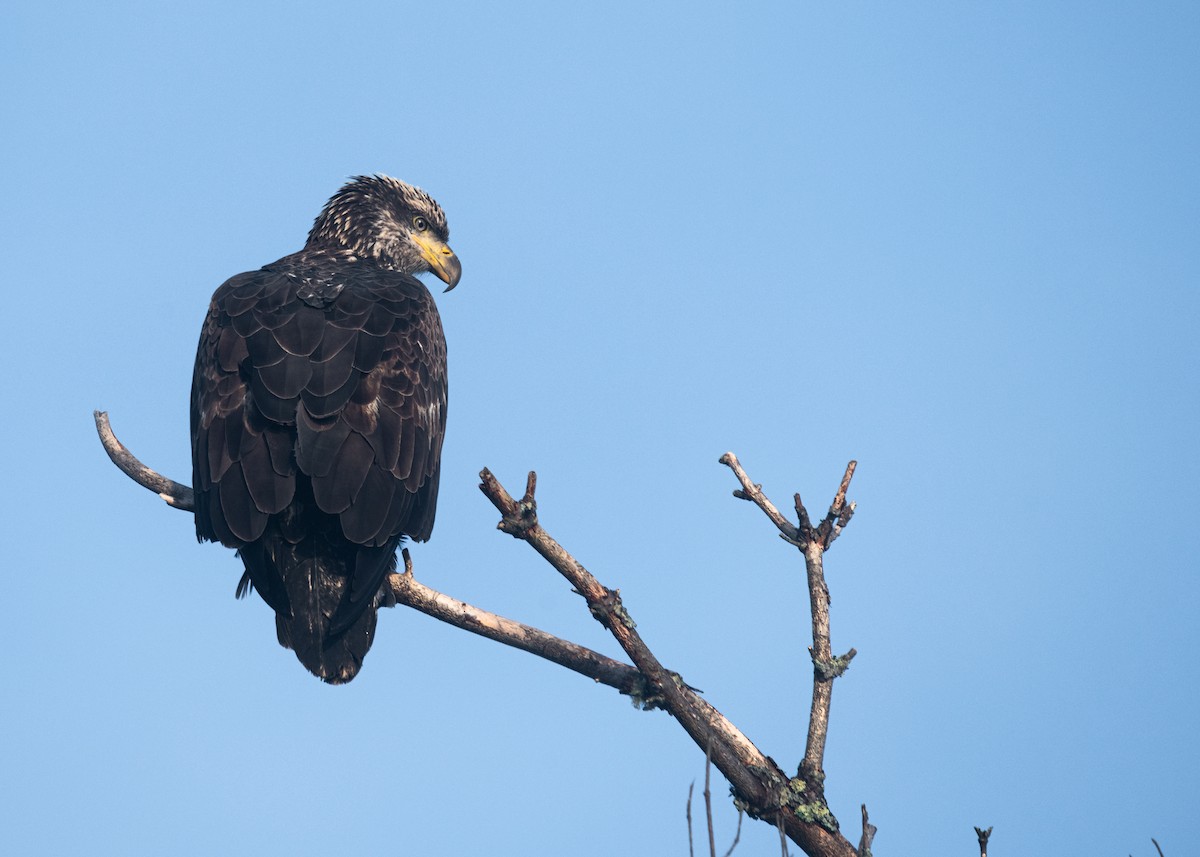 Bald Eagle - Logan Parker