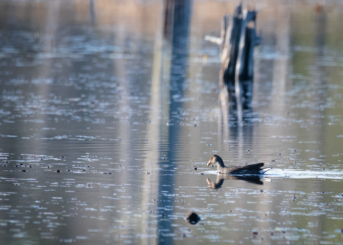 Common Gallinule - ML613454645