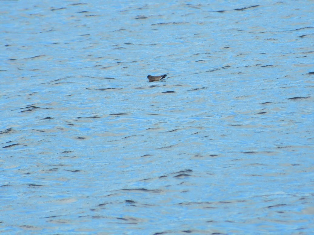 Wedge-rumped Storm-Petrel - Henry Marschall