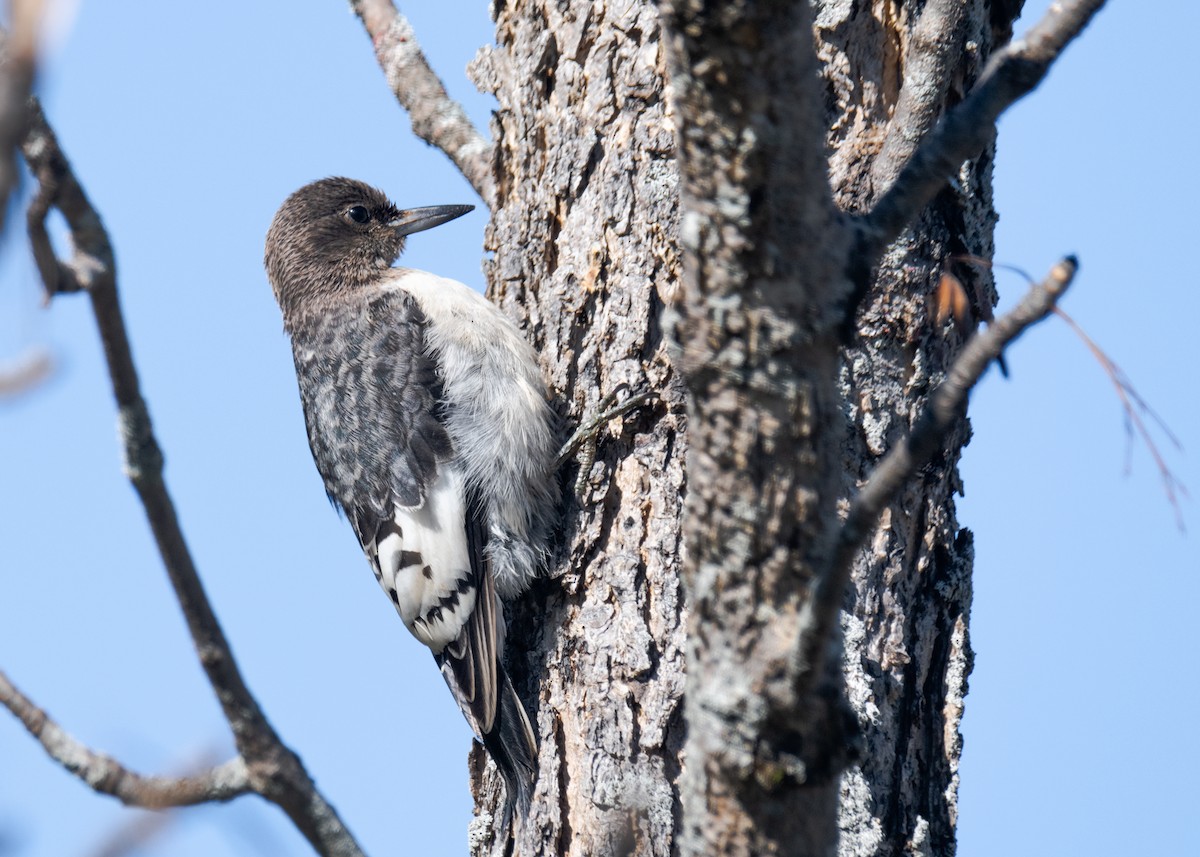 Red-headed Woodpecker - ML613454670