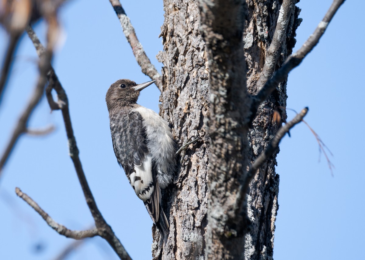 Red-headed Woodpecker - ML613454671