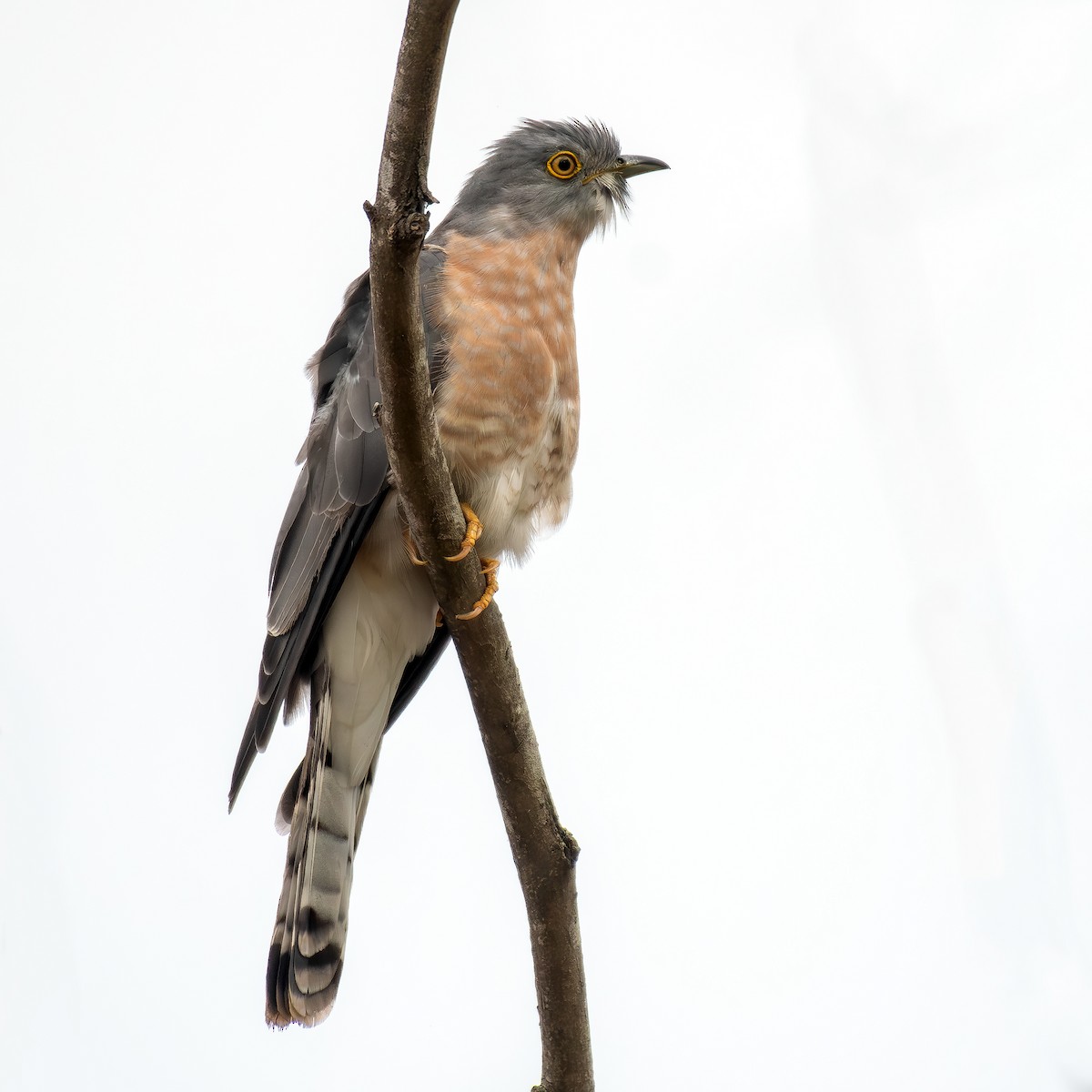 Common Hawk-Cuckoo - ML613454675