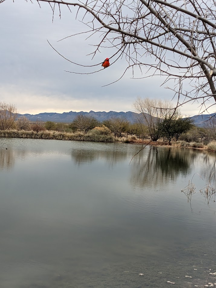 Vermilion Flycatcher - ML613454715