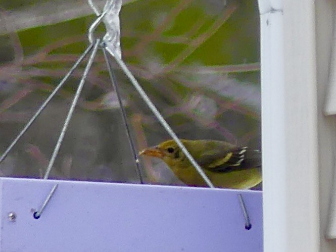 Western Tanager - Tod abrahams