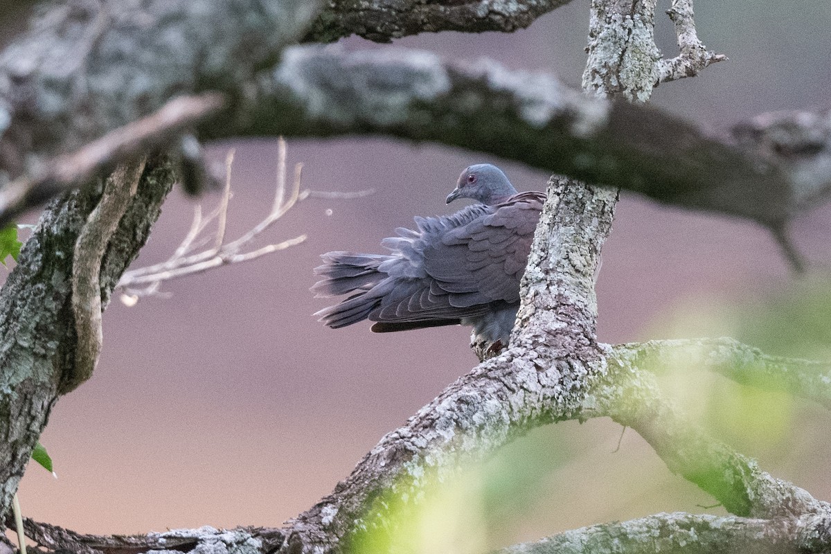 Pale-vented Pigeon - Forrest English