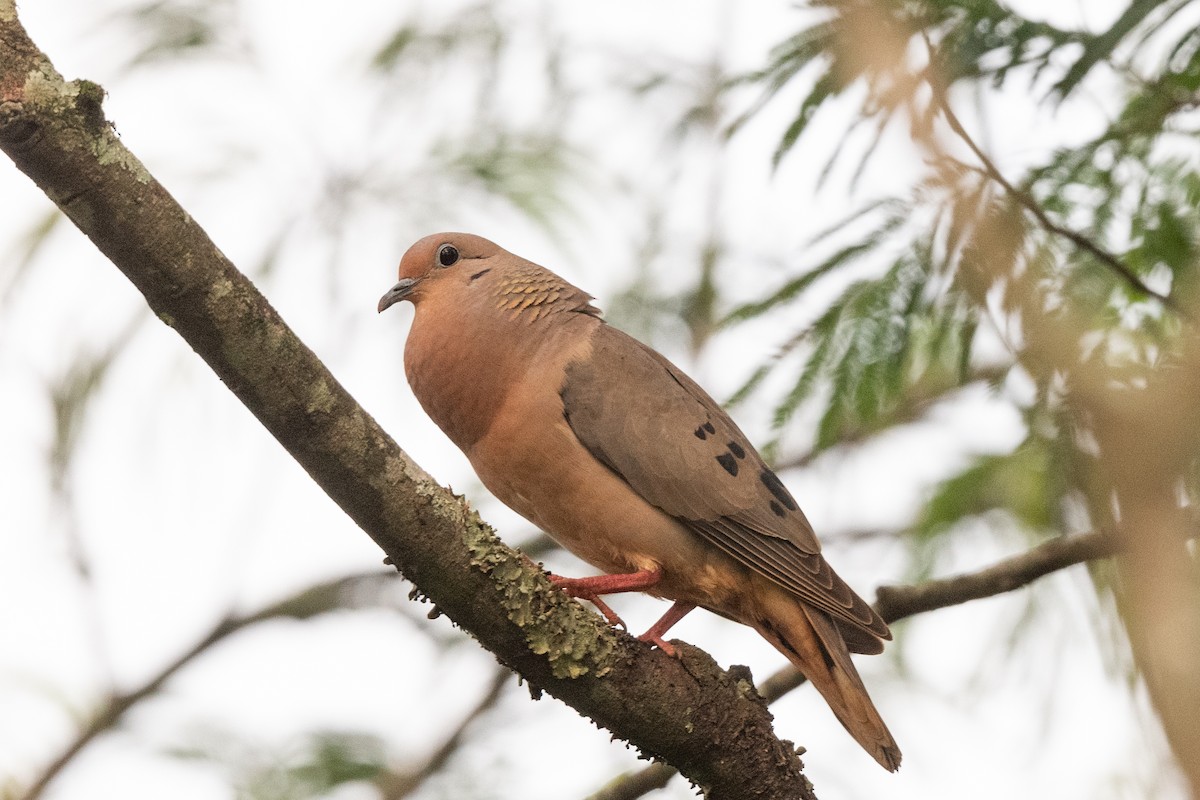 Eared Dove - Forrest English