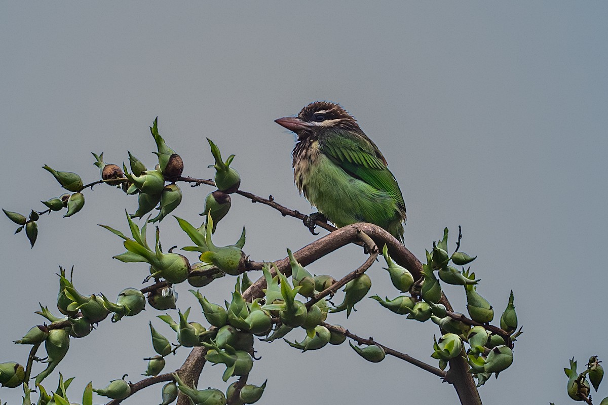 White-cheeked Barbet - ML613454767