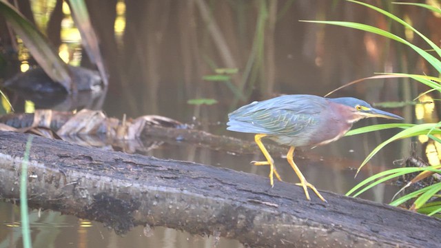 Green Heron - ML613454776