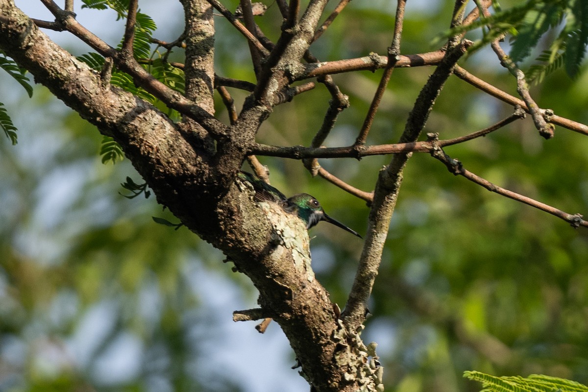 Black-throated Mango - ML613454779