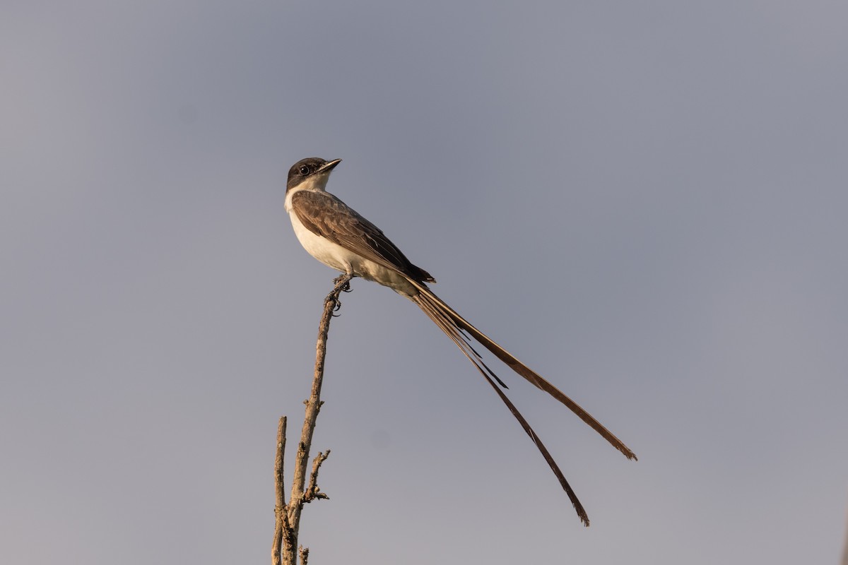 Gabelschwanz-Königstyrann - ML613454787