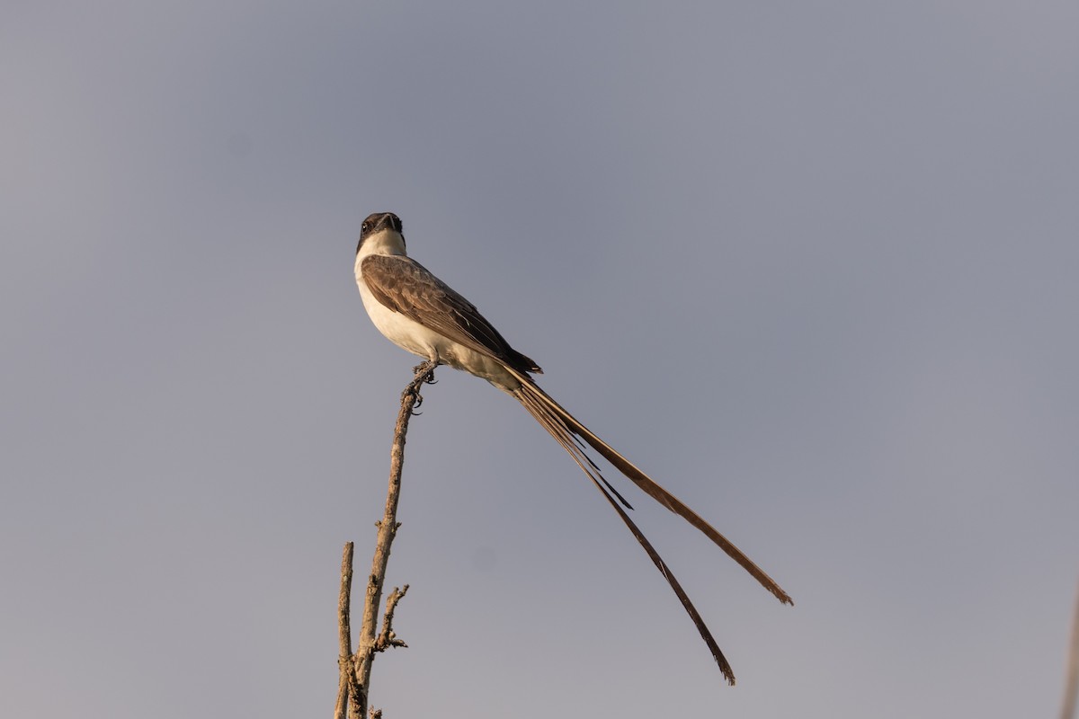 Fork-tailed Flycatcher - Forrest English