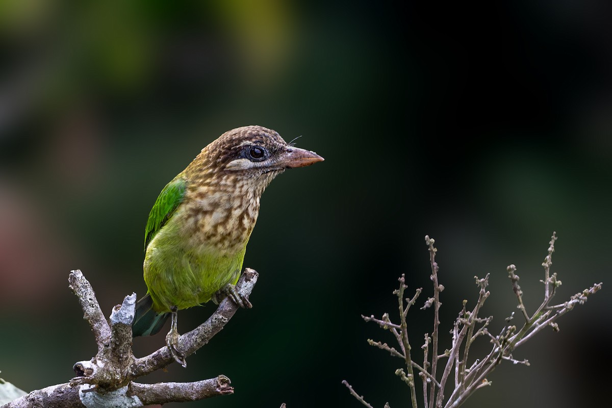 White-cheeked Barbet - ML613454820