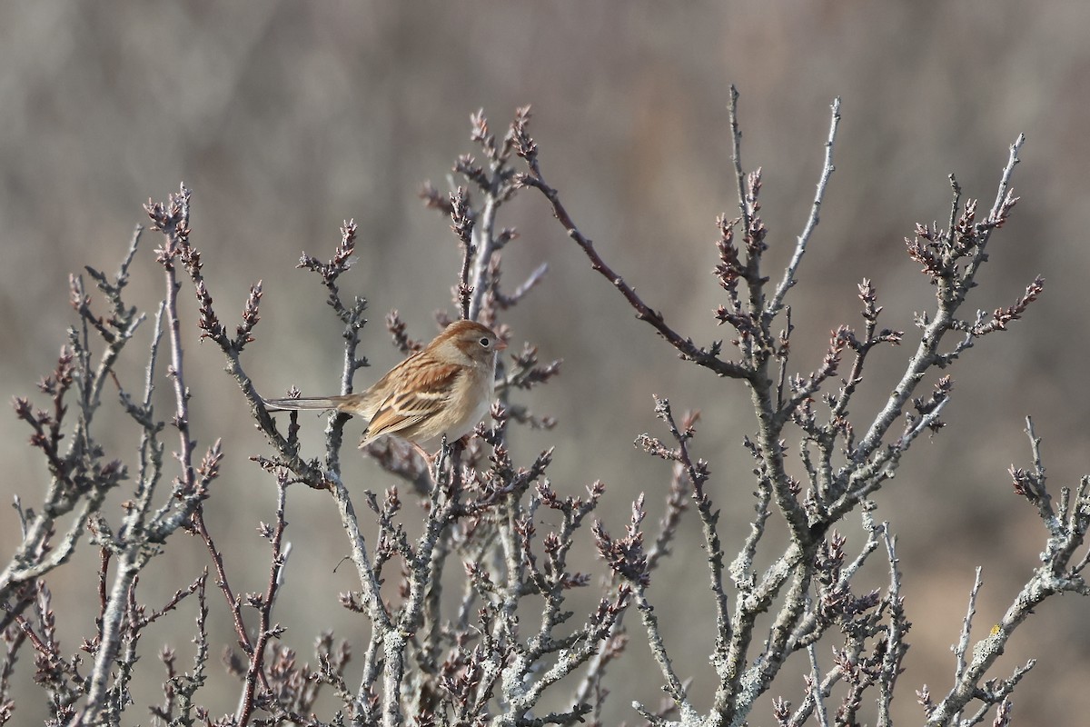 Field Sparrow - ML613454828
