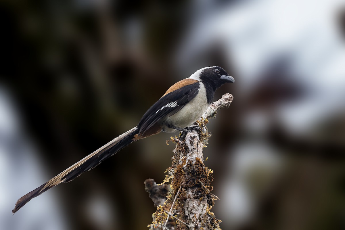 White-bellied Treepie - ML613454883