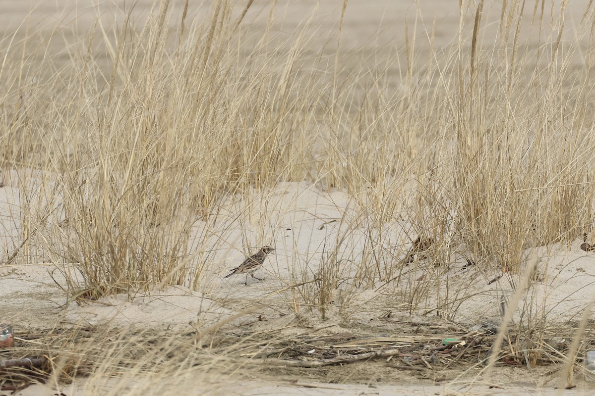 Lapland Longspur - ML613454905