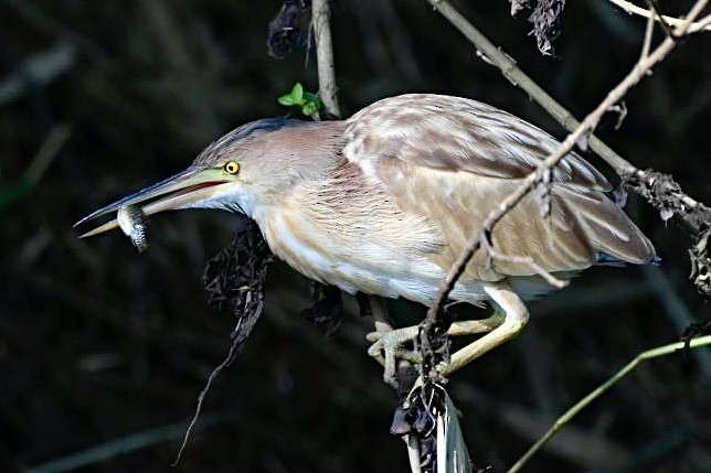 Yellow Bittern - Nick Hardcastle