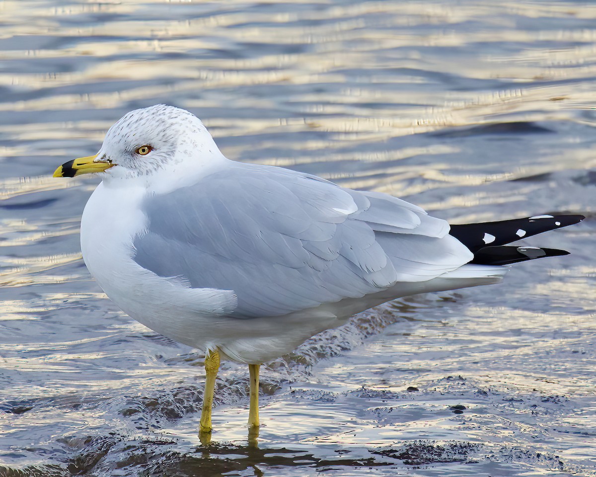 Ring-billed Gull - ML613454921