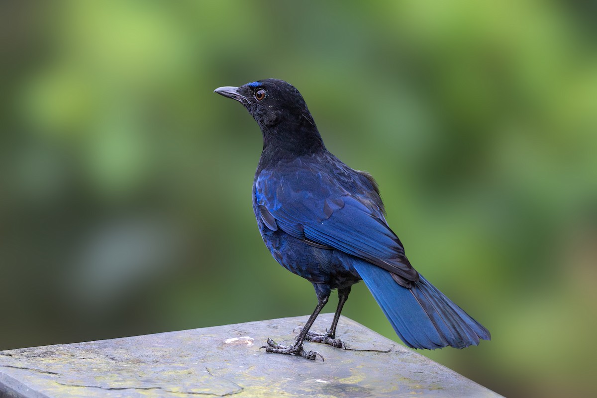 Malabar Whistling-Thrush - ML613454998