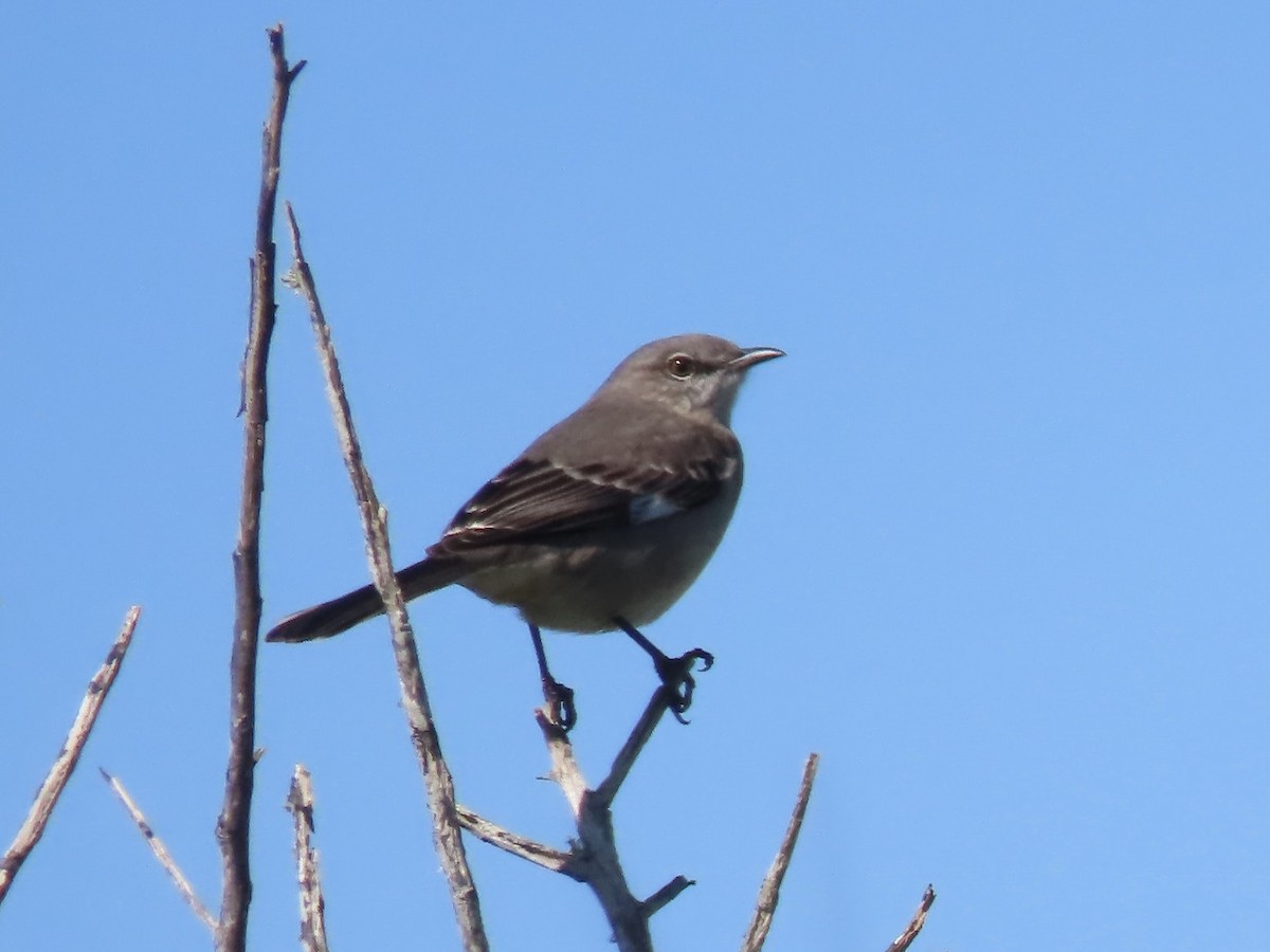 Northern Mockingbird - Nathan Wilson