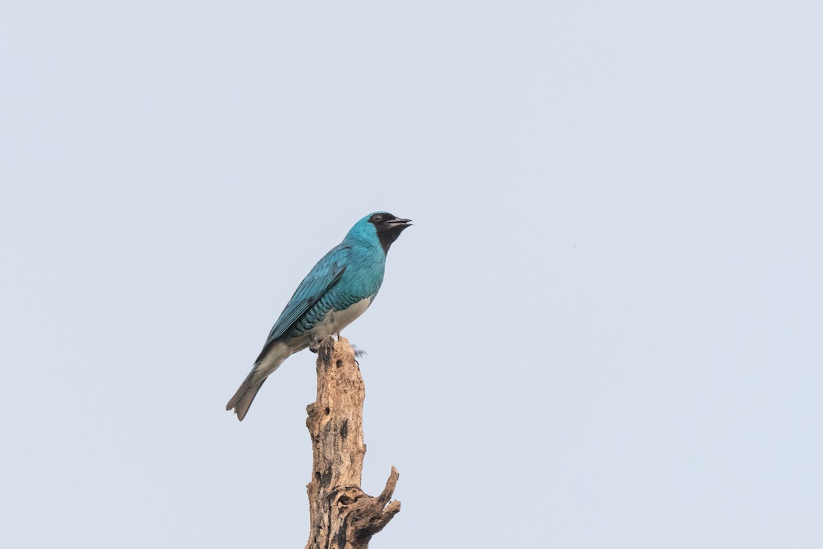 Swallow Tanager - Forrest English