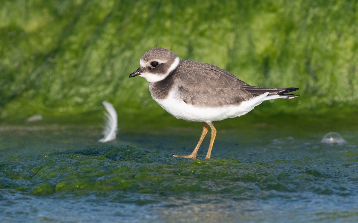 Common Ringed Plover - ML613455010