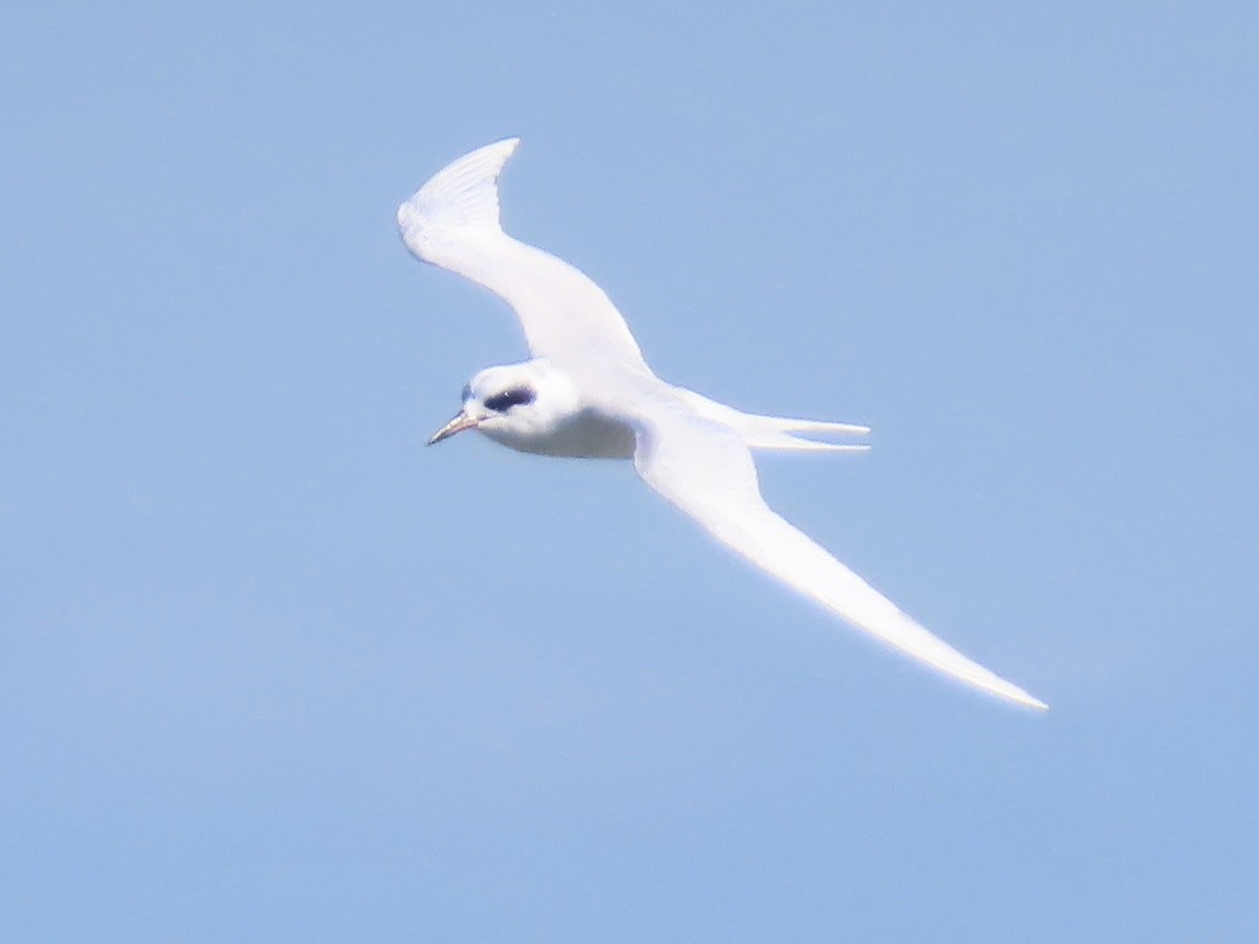 Forster's Tern - ML613455021