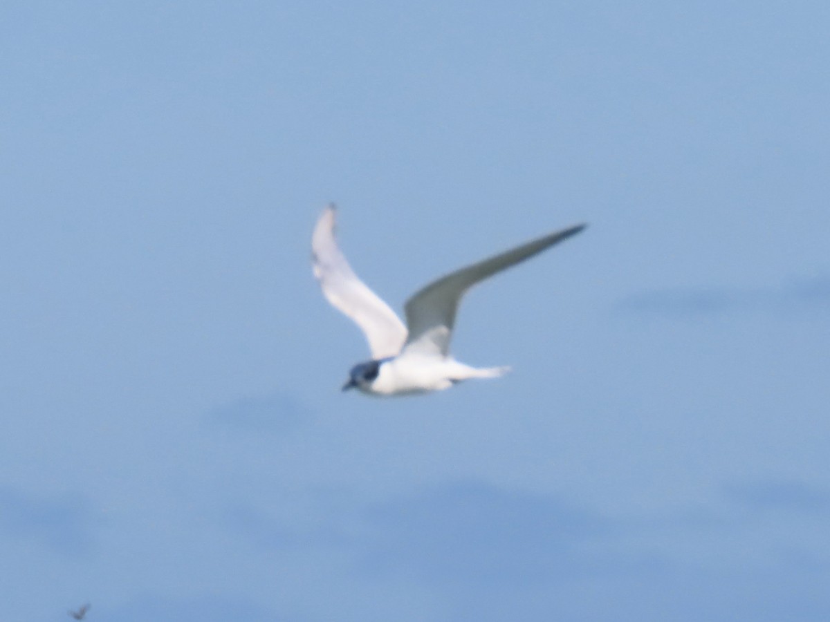 Forster's Tern - ML613455023