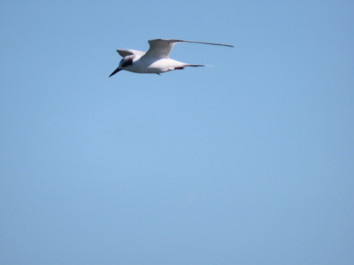 Forster's Tern - ML613455024