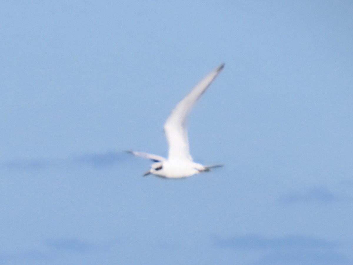 Forster's Tern - ML613455025