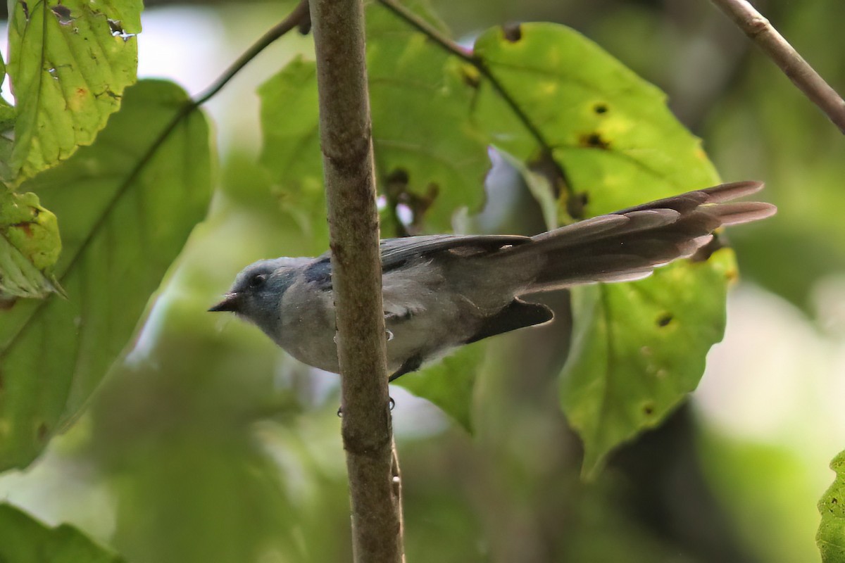 African Blue Flycatcher - ML613455035