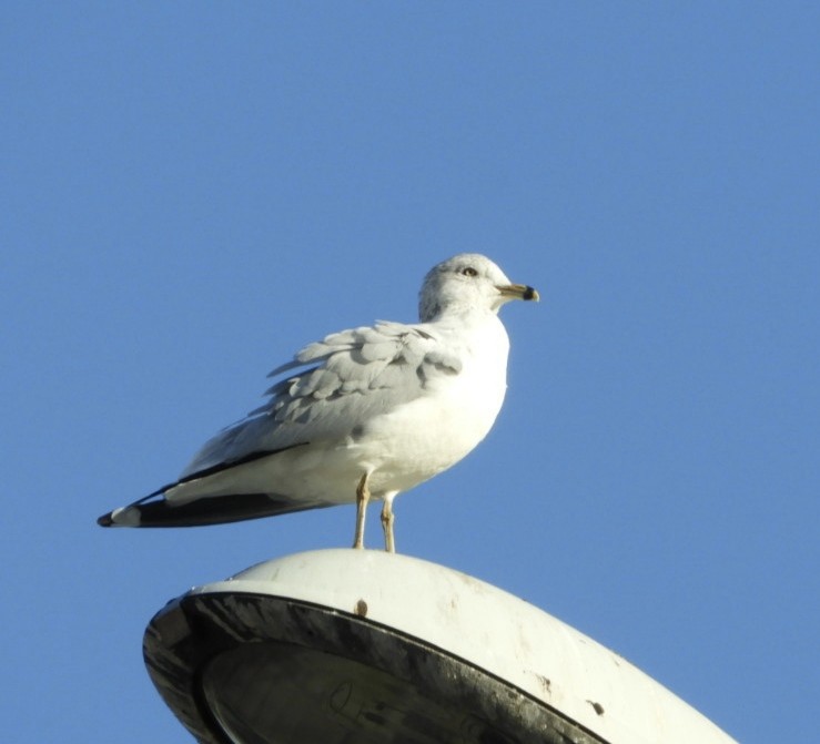 racek kroužkozobý - ML613455051